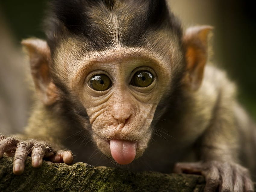 Alam - Animais, macacos, Rosybrown. Papel de Parede de s. iPhone, iPad, kertas parede Android Wallpaper HD