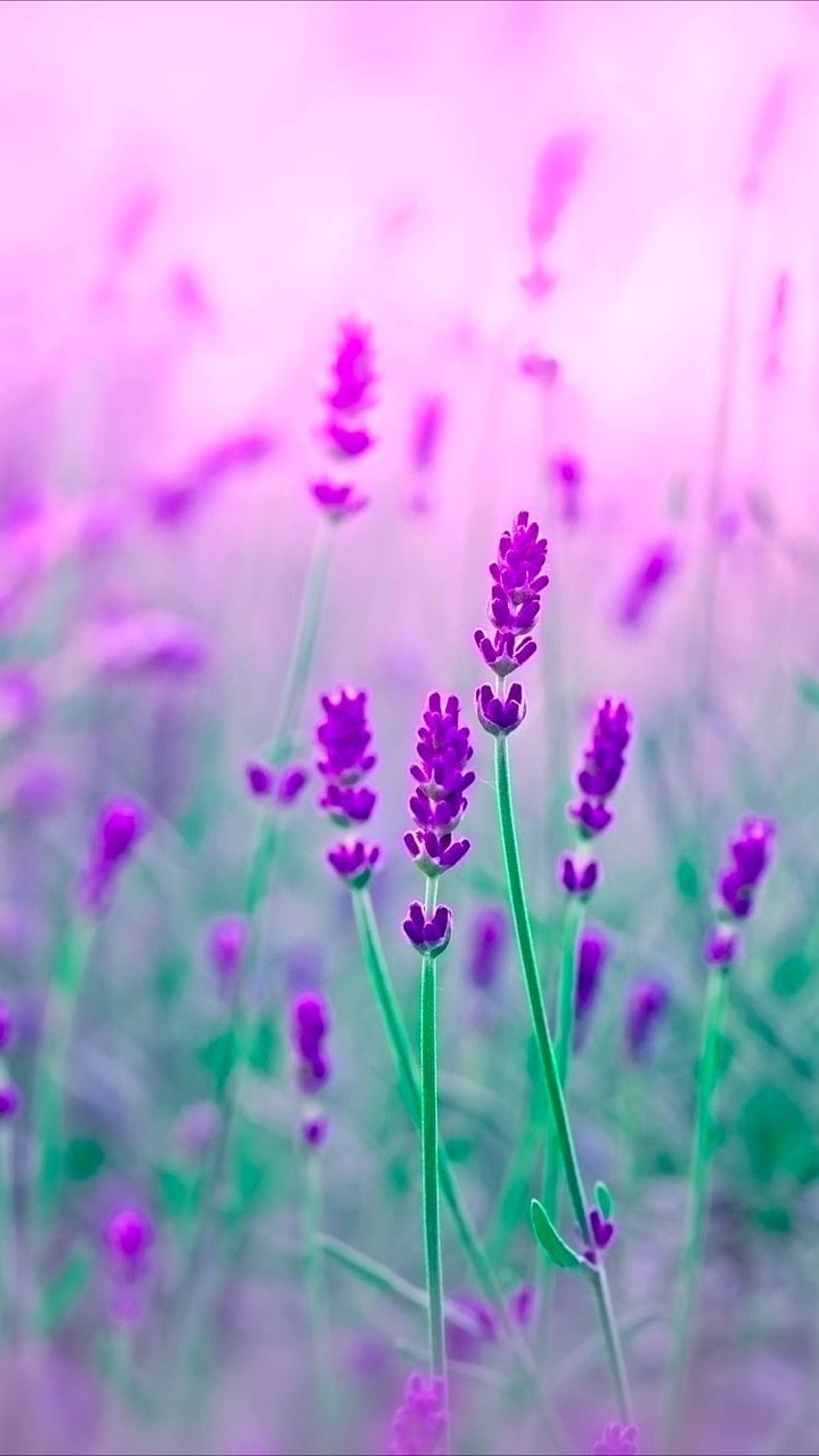 Purple flower in sunny day 2K wallpaper download