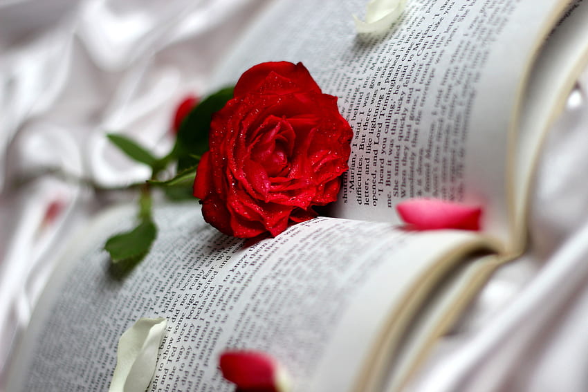 roses, Closeup, Red, Book, Flowers, Bokeh / and Mobile Background HD wallpaper