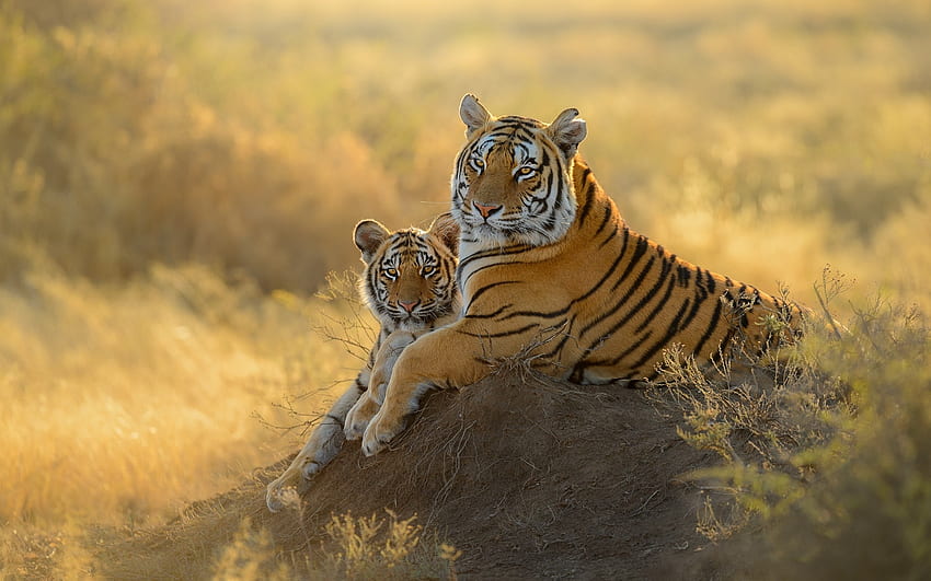 Tigers, cats, two, big wild HD wallpaper