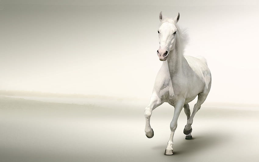 White Horse Running With Gray Background HD wallpaper