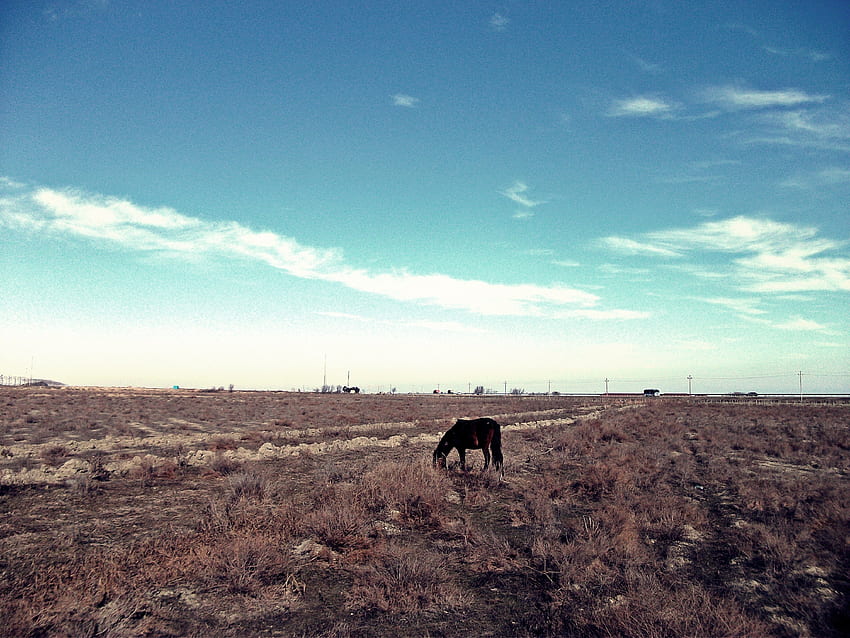 Nature, Grass, Sky, Withered, It's A Sly, Shrubs, Lonely, Horse, Steppe, Pasture HD wallpaper