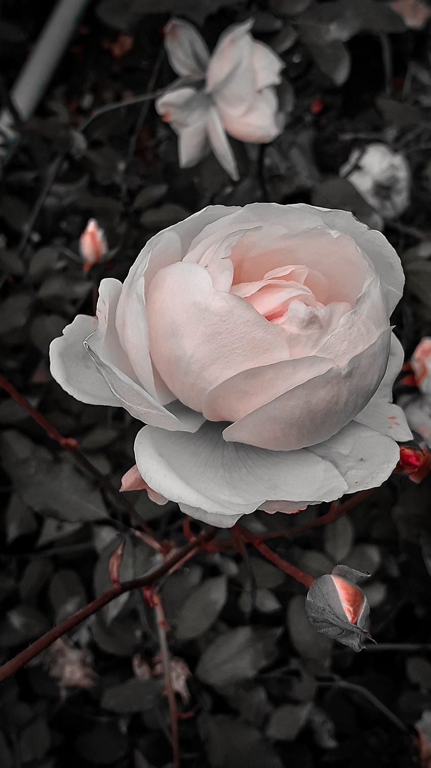White-rose HD wallpapers | Pxfuel
