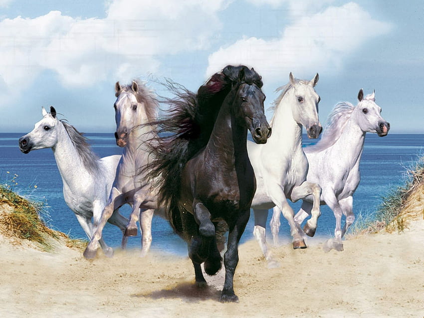 Running Horses Horse Beautiful Cool HD wallpaper | Pxfuel
