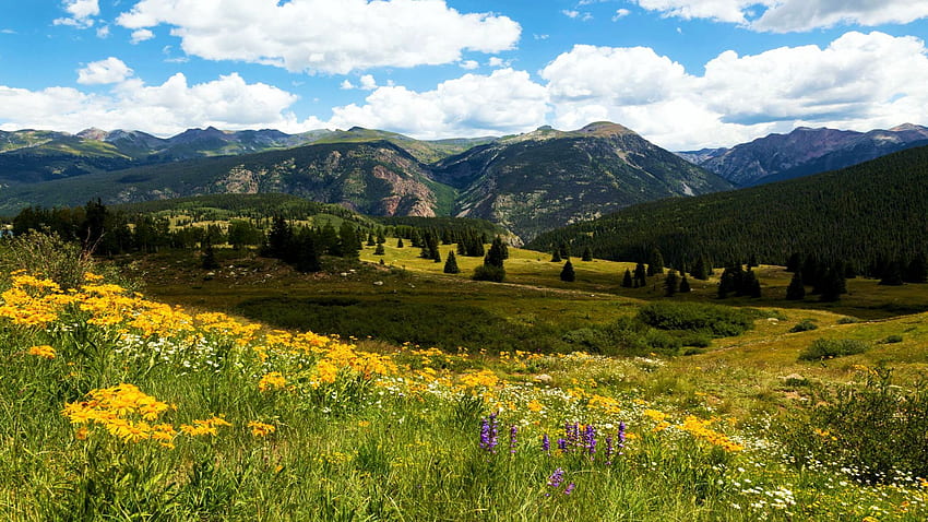 Near Molas Pass, Colorado, wildflowers, blossoms, landscape, clouds, trees, sky, mountains, usa HD wallpaper
