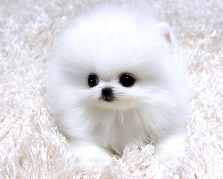 Teacup Pomeranian, Pomeranian Puppy HD wallpaper