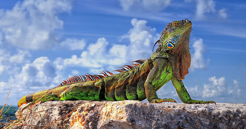 green iguana ultra . Green iguana, Iguana HD wallpaper