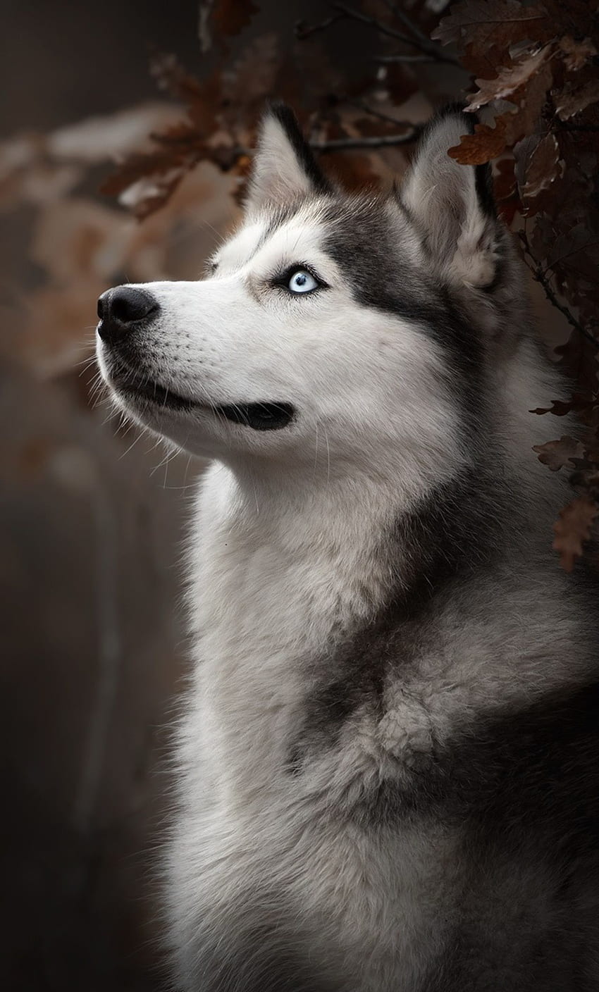 Rada Рада auf Hund - Пас ♥️. Husky-Hunde, Sibirischer Husky-Hund, Sibirischer Husky HD-Handy-Hintergrundbild