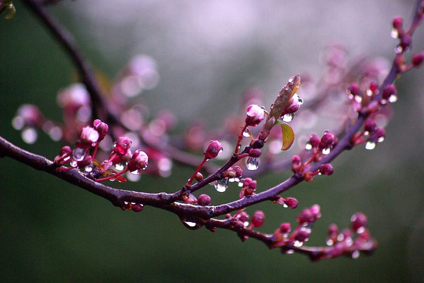 After rain, rain, drops, spring, branch, pink, wet, blossoms, water, after HD wallpaper