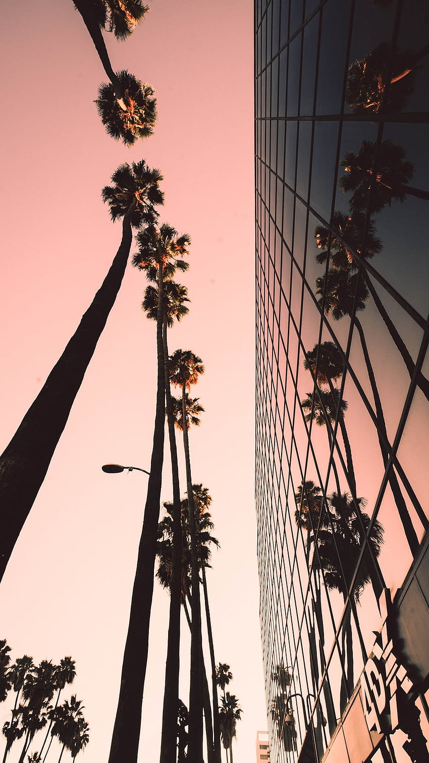 建物の横にあるヤシの木のローアングル グラフ – ロサンゼルス、ロサンゼルス 美的 iPhone HD電話の壁紙