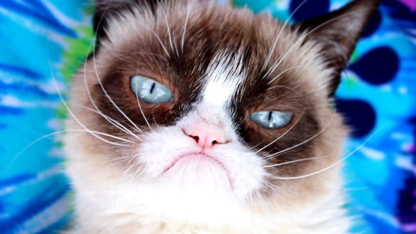 수천 개의 인터넷 밈의 얼굴인 그럼피 캣(Grumpy Cat)이 사망했습니다. HD 월페이퍼