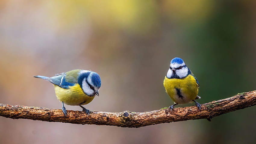 青黄色の 2 つのシジュウカラ鳥はぼかしの背景の鳥の木の枝に立っています。 高画質の壁紙
