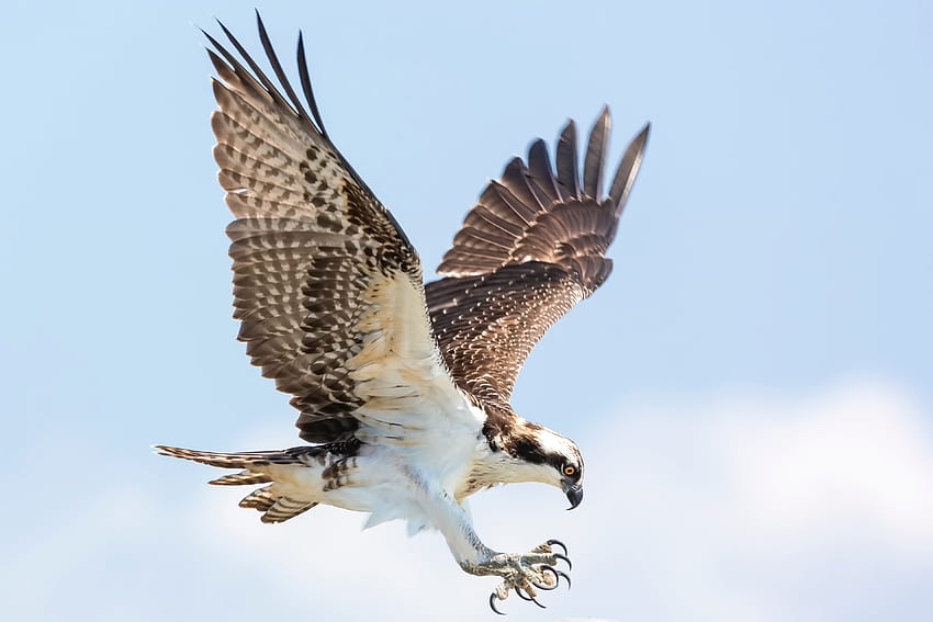 Osprey for your or mobile screen and easy to HD wallpaper