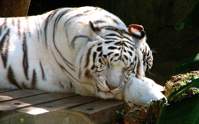 Tiere, hinlegen, liegen, Tiger, träumen, schlafen, Albino HD-Hintergrundbild