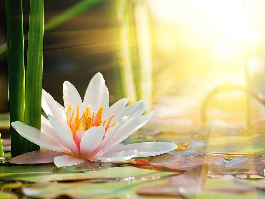 태양 아래 아름다운 연꽃 50752 - 꽃 HD 월페이퍼