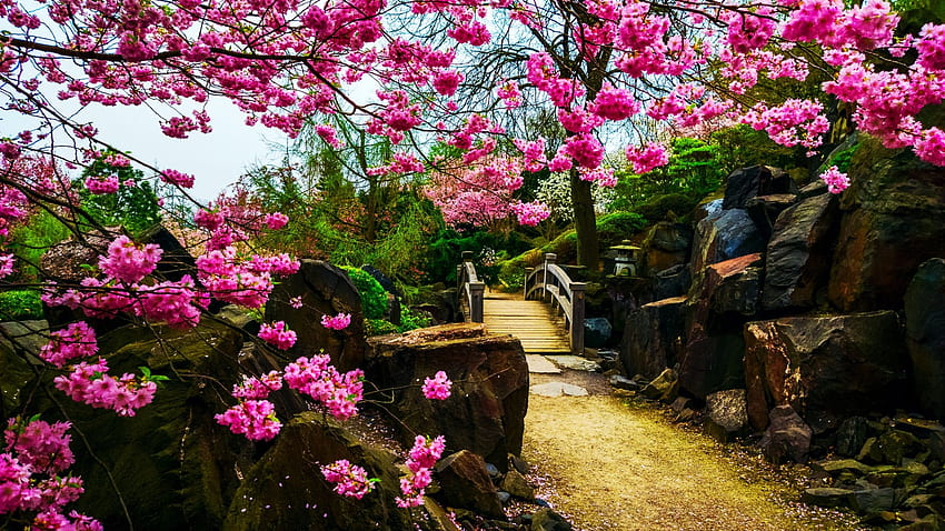 Jardin japonais, arbres, printemps, fleurs, parc, chemin Fond d'écran HD