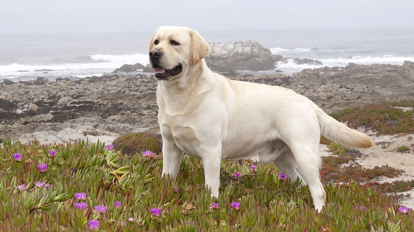 สัตว์ ดอกไม้ หญ้า สุนัข เดินเล่น รีทรีฟเวอร์ ลาบราดอร์ วอลล์เปเปอร์ HD