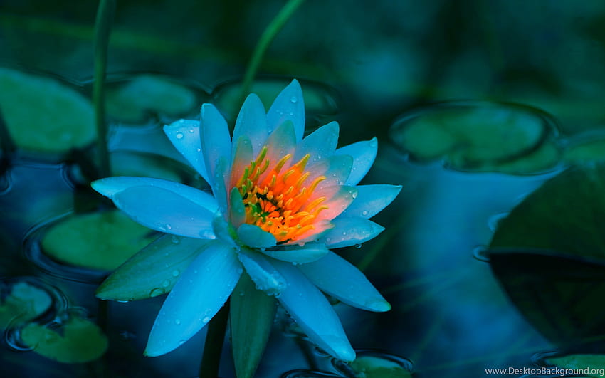푸른 연꽃 14, 연꽃 & 청록색 HD 월페이퍼