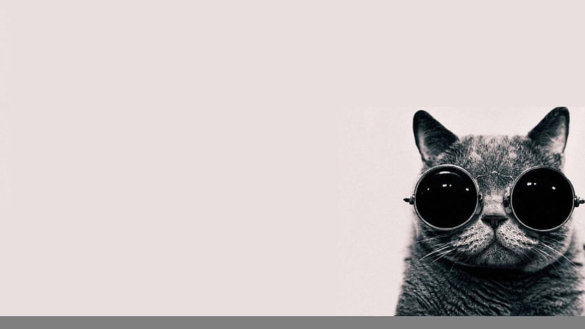 Cat With Glasses, Cat Wearing Glasses HD wallpaper