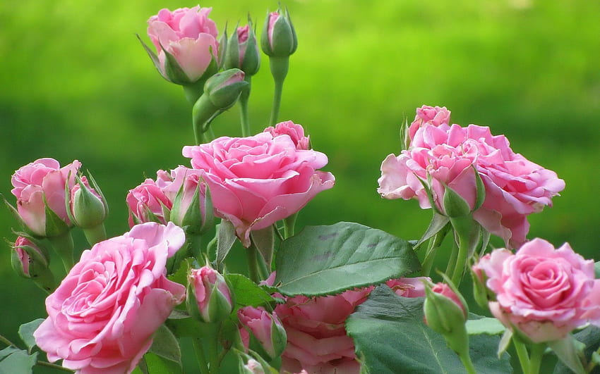 Blumen, Rosen, Blätter, Rosa, Strauch, Knospen HD-Hintergrundbild