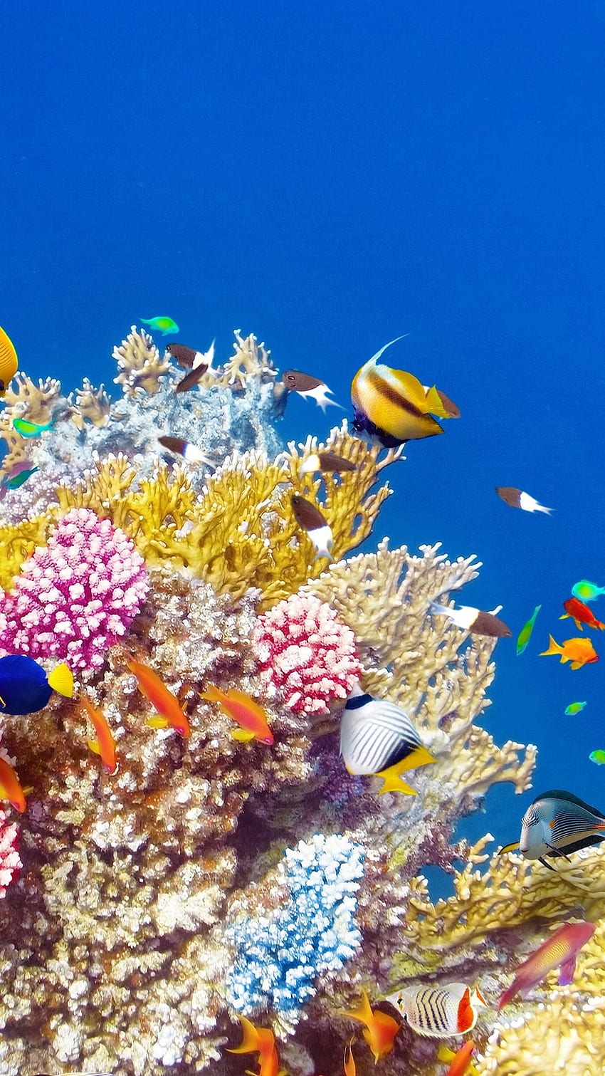 iPhone . Récif corallien, Poisson de récif corallien, Sous-marin, Marin Fond d'écran de téléphone HD