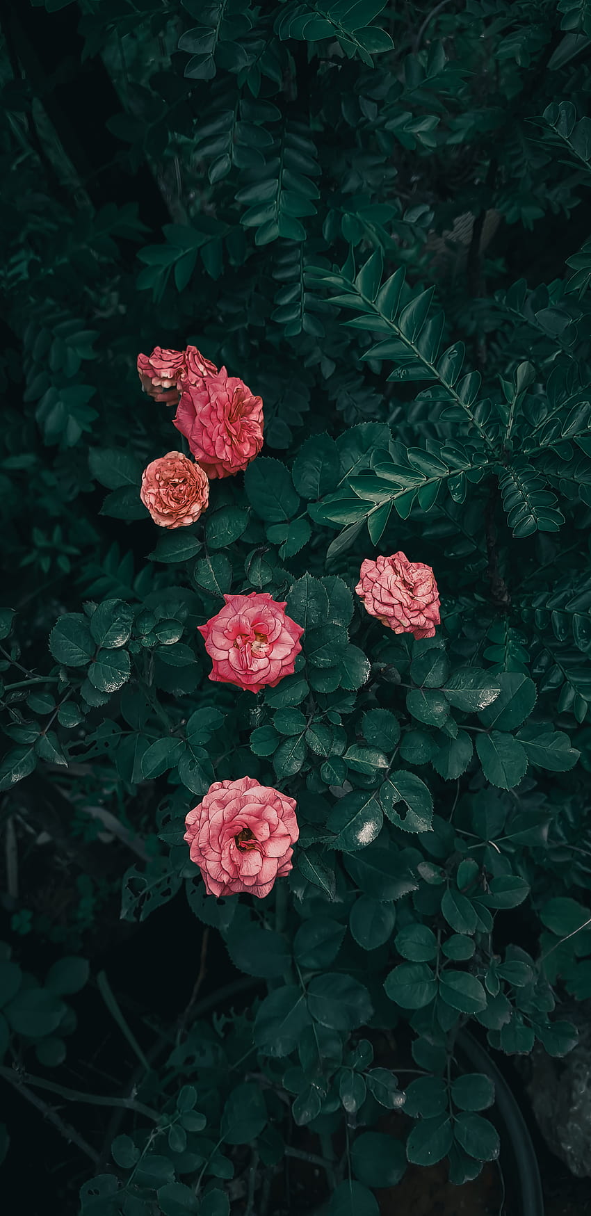 Rose, hybrid tea rose, red, pink, green, pinkrose, moody, redrose, ros HD phone wallpaper