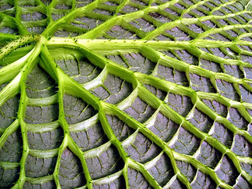 Giant Water Lily Pad from Underneath, pad, flower, green, texture, under, veins, lily, pattern HD wallpaper