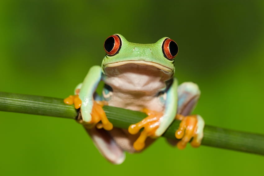 Животни, стрък, стъбло, жаба, зелен фон, червени очи HD тапет