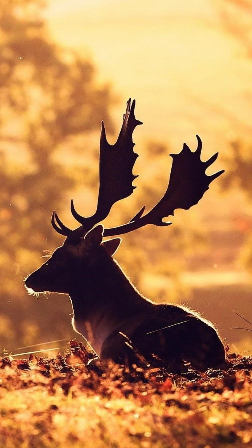 Minimalist Sunrise Deer Silhouette HD 4K Wallpaper #8.1396
