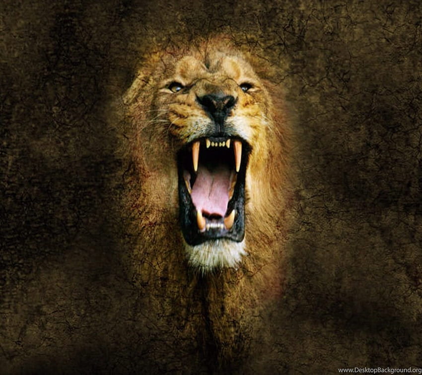 Angry Lion Wallpaper  Download to your mobile from PHONEKY