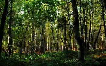 Discover more than 163 forest wallpaper tumblr latest - xkldase.edu.vn