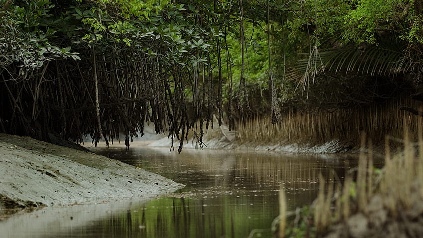 Sundarban - The largest mangrove forest [] : HD wallpaper
