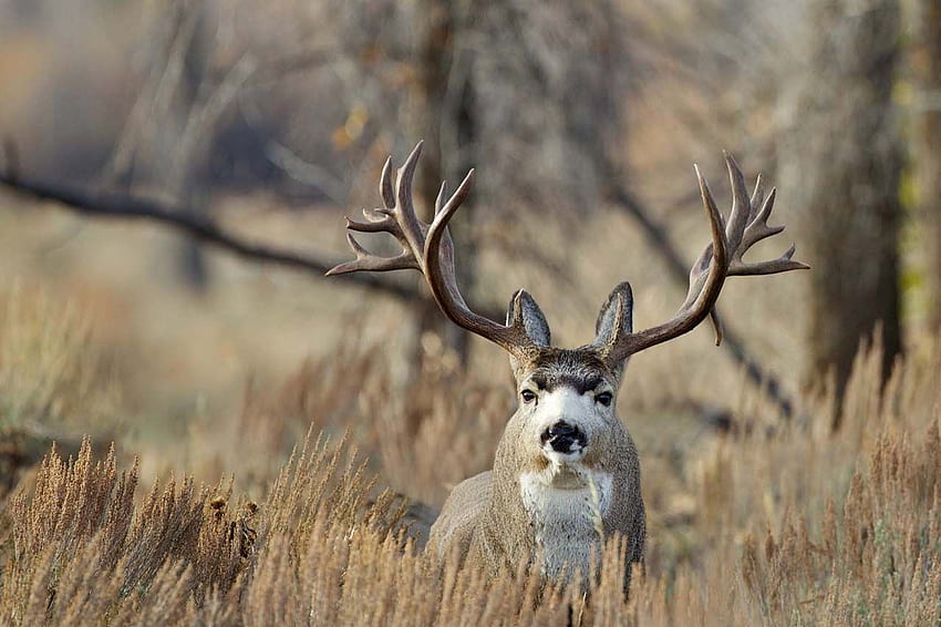 How to Stalk Mule Deer HD wallpaper