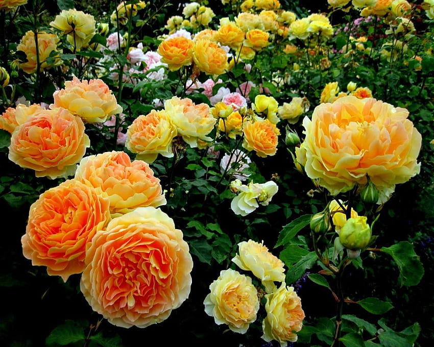Top-Floristen St. Louis, Blumenarrangements. Rosengartenpflege, Rosenblüte, Schöne Blumen, englischer Rosengarten HD-Hintergrundbild