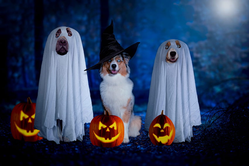 :D, trío, caine, perro, halloween, fantasma, calabaza, divertido fondo de pantalla