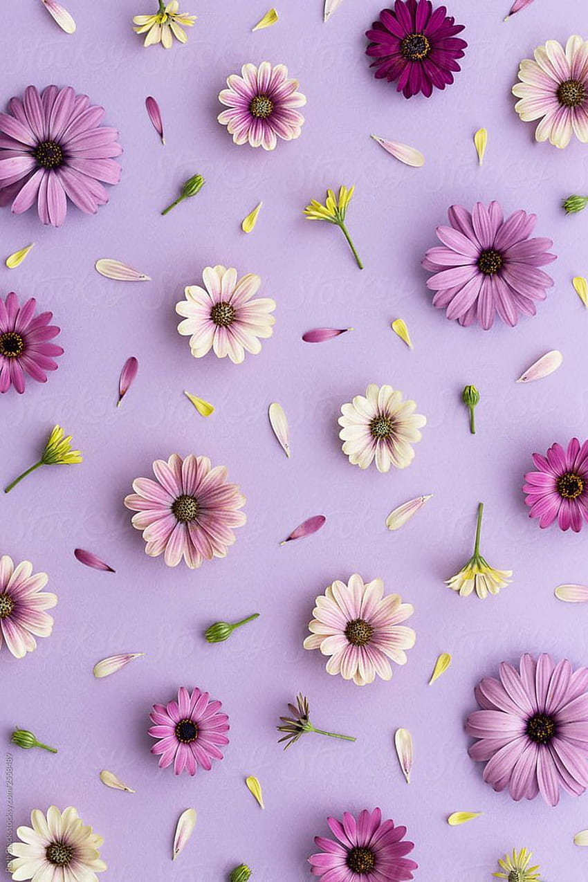 Flor Roxa Pinterest - Novocom.top, Lavanda Floral Papel de parede de celular HD