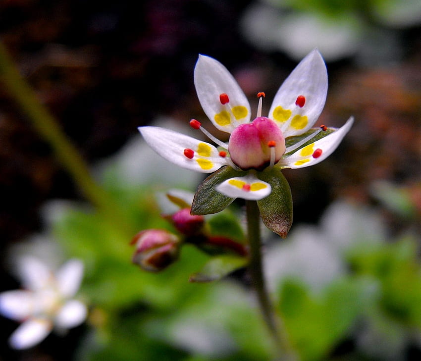 Alpenblumen in Großbritannien, Blumen, Großbritannien, Natur, Alpen HD-Hintergrundbild