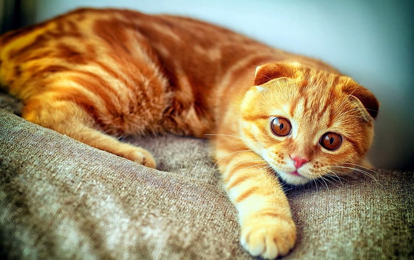 Ginger Cat, Scottish Fold Kitten HD wallpaper