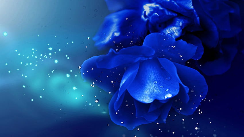 bunga biru myosotis Wallpaper HD