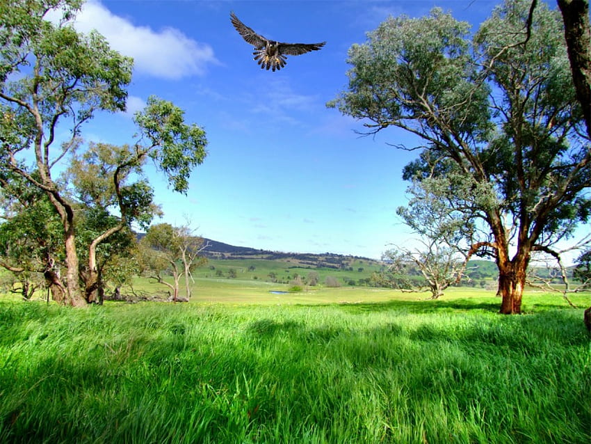 Ein besonderer Ort, Bäume, Gras, Vogel, Grün HD-Hintergrundbild