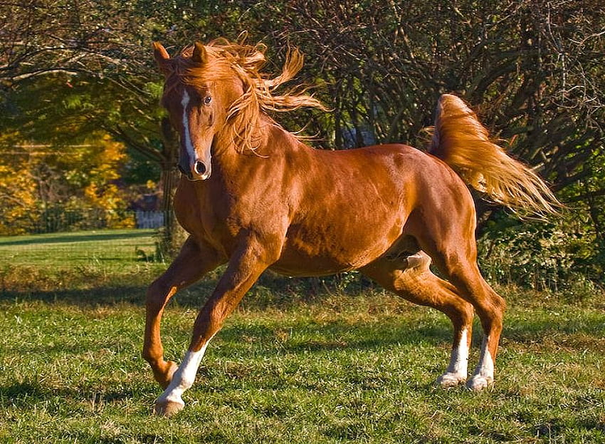 Frolic, summer, horse, brown, green, young, spirited galloping, pasture HD wallpaper