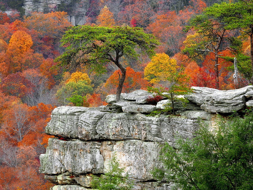 Nature, Autumn, Leaves, Wood, Tree, Plate, Slabs HD wallpaper