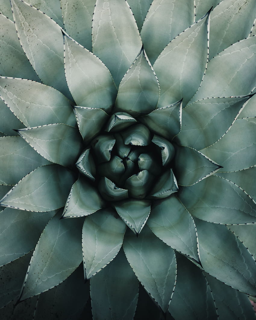 Flowers, Leaves, Plant, Symmetry, Agave Blue, Agave, Blue Agave HD phone wallpaper