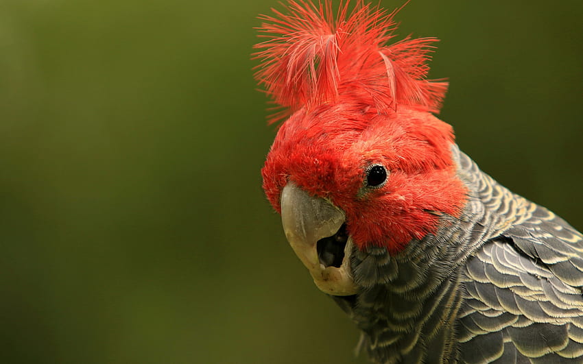 Parrot, bird, green, red, nature, pasari, papagal HD wallpaper