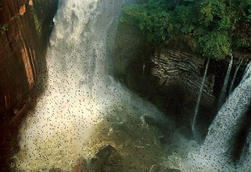 Aves en las cataratas, pájaros, cascadas, naturaleza, agua, rocas fondo de pantalla