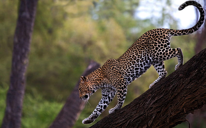 สัตว์ ไม้ เสือดาว ต้นไม้ นักล่า แมวตัวใหญ่ เดินเล่น หาง วอลล์เปเปอร์ HD