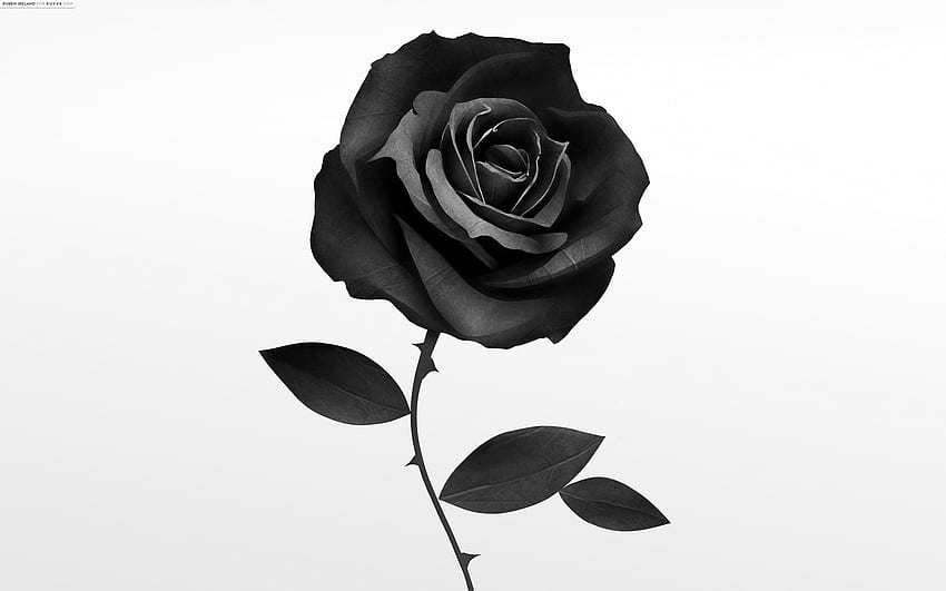 Schwarze Rose Zeichnung, Bleistift, Skizze, bunt, realistische Kunst. Zeichnungsfähigkeit, Schwarz-Weiß-Rosenzeichnung HD-Hintergrundbild