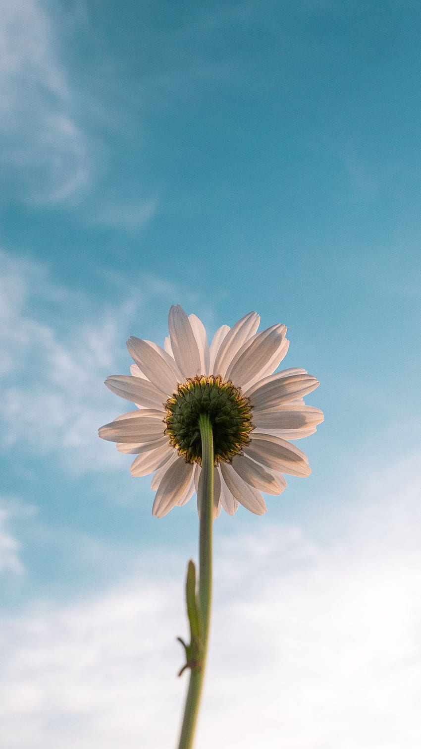 Chamomile, flower, sky, bloom, bottom view iphone 8+/7+/6s+/for parallax  background HD phone wallpaper | Pxfuel