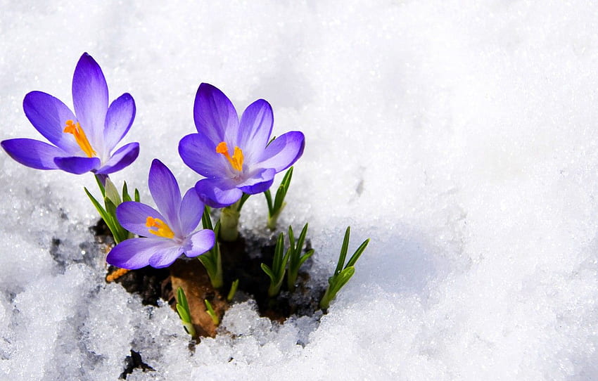 лилаво, макро, сняг, цветя, пролет, минзухари, пъпки, цветя, иглика, сняг, макро, пролет, теменужка, иглика, минзухар за , раздел цветы HD тапет