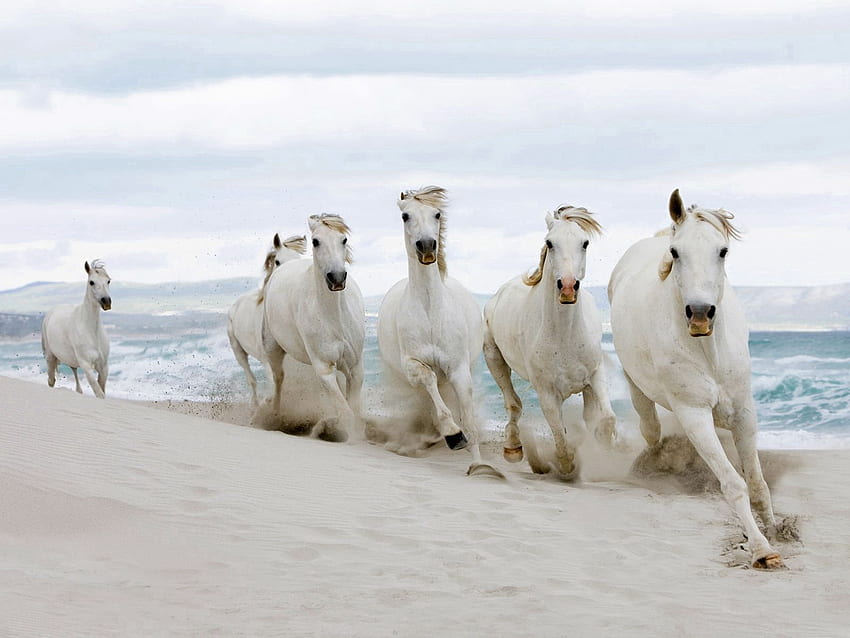 Animali, cavalli, sabbia, mandria, correre, correre Sfondo HD